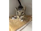 Adopt Pepper @ Quiet City Books a Brown Tabby Domestic Shorthair / Mixed Breed