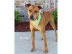 Adopt Biggie Paw a American Pit Bull Terrier / Mixed dog in Gautier