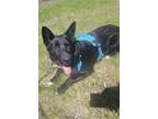 Adopt Jules a Black - with White Shepherd (Unknown Type) / Husky / Mixed dog in