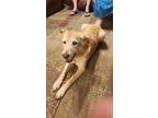 Adopt Bailey a Red/Golden/Orange/Chestnut Golden Retriever / Mixed dog in