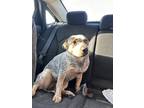Adopt Cedar a Gray/Silver/Salt & Pepper - with Black Blue Heeler / Mixed dog in