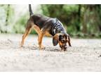 Adopt Margaret Houlihan a Brindle Beagle / Mixed Breed (Medium) / Mixed (short