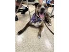 Adopt Camo a Merle Catahoula Leopard Dog / Mixed dog in Brick, NJ (40428125)