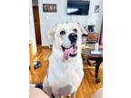 Adopt Mickey a Gray/Silver/Salt & Pepper - with White Akita / Labrador Retriever