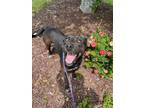 Adopt Wayne a Black Golden Retriever / Mixed Breed (Medium) / Mixed (short coat)