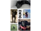 Adopt Duke a Brown/Chocolate - with White Labrador Retriever / Bull Terrier /