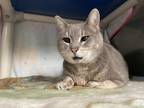 Adopt Jude a Gray or Blue Domestic Shorthair / Mixed Breed (Medium) / Mixed