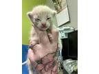 Adopt Zander a Brown Tabby Domestic Mediumhair / Mixed Breed (Medium) / Mixed