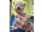 Adopt Zed a Brown Tabby Domestic Mediumhair / Mixed Breed (Medium) / Mixed