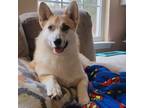Adopt Ash a Red/Golden/Orange/Chestnut - with White Pembroke Welsh Corgi / Husky