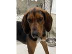 Adopt Kris Kristofferson a Black - with Tan, Yellow or Fawn Bloodhound / Hound