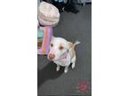 Adopt Bella a White - with Red, Golden, Orange or Chestnut American Pit Bull