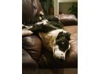 Adopt Daisy a Black - with White Border Collie / Poodle (Standard) / Mixed dog