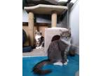 Adopt Comet a Gray, Blue or Silver Tabby Domestic Mediumhair (medium coat) cat