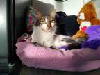 Adopt Celeste a Brown Tabby Domestic Mediumhair (medium coat) cat in Prescott