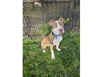Adopt Nitro a Brown/Chocolate - with White American Pit Bull Terrier / Mixed dog