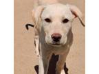 Adopt Sam a Tan/Yellow/Fawn Great Pyrenees / Mixed Breed (Large) / Mixed dog in