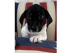 Adopt Julian a Tricolor (Tan/Brown & Black & White) Beagle / Australian Cattle
