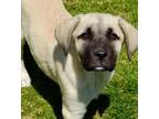 Adopt Carly a White - with Black Great Pyrenees / Mixed Breed (Large) / Mixed