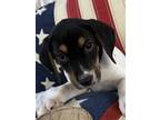Adopt Joshua a Tricolor (Tan/Brown & Black & White) Beagle / Australian Cattle