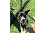 Adopt Bridge a Black - with White Labrador Retriever / Mixed dog in Richmond