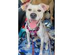 Adopt Estrella a White Jack Russell Terrier / Husky dog in Columbus