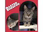 Adopt Master Sheefoo a Brown Tabby Domestic Shorthair / Mixed Breed (Medium) /