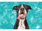Adopt Max a Black - with White Labrador Retriever / Border Collie dog in