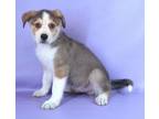 Adopt Pupcorn a Brown/Chocolate Bernese Mountain Dog / Mixed Breed (Medium) /