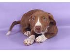 Adopt Harrison a Brown/Chocolate Chesapeake Bay Retriever / Mixed Breed (Medium)