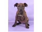 Adopt Holland a Brindle Chesapeake Bay Retriever / Mixed Breed (Medium) / Mixed
