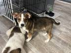Adopt Jade a Tan/Yellow/Fawn - with White Australian Cattle Dog / Australian