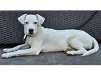 Adopt Gracy a White Catahoula Leopard Dog dog in Breinigsville, PA (41203472)