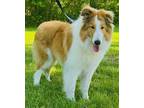 Adopt Charlie a Tan/Yellow/Fawn - with White Collie / Mixed dog in Waldorf