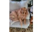 Adopt Molly a Red/Golden/Orange/Chestnut Golden Retriever / Golden Retriever /