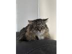 Adopt Bella a Black (Mostly) Maine Coon / Mixed (long coat) cat in Littleton