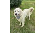 Adopt Pixel a White Great Pyrenees / Mixed dog in Pilot Point, TX (41369538)