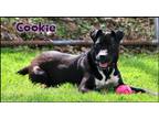 Adopt Cookie a Black - with White Staffordshire Bull Terrier / Labrador