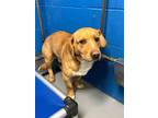 Adopt Mister man a Tan/Yellow/Fawn Australian Shepherd / Beagle / Mixed (short