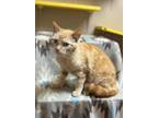 Adopt Zelda a Orange or Red Domestic Shorthair / Mixed Breed (Medium) / Mixed