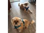 Adopt Niblick (bonded with Newton) a Black Cairn Terrier / Mixed Breed (Medium)