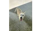 Adopt Stitch a Tan/Yellow/Fawn - with Black Shepherd (Unknown Type) / Husky /