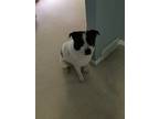 Adopt Franklin a Tricolor (Tan/Brown & Black & White) Collie / Labrador
