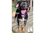 Adopt Star a Miniature Pinscher / Mixed dog in Magnolia, TX (41356260)