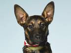 Adopt Salvatore a Black - with Tan, Yellow or Fawn German Shepherd Dog /