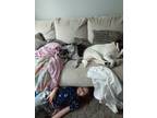 Adopt Sprinkles a Brindle - with White American Staffordshire Terrier /