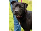 Adopt Panda a Terrier (Unknown Type, Small) / Mixed dog in Jackson