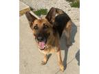 Adopt Juniper a German Shepherd Dog / Mixed dog in Defiance, OH (40386094)