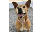 Adopt Tina a Red/Golden/Orange/Chestnut - with White American Pit Bull Terrier /