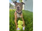 Adopt Lacey a Labrador Retriever / Mixed Breed (Medium) / Mixed dog in Fort